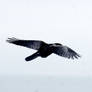 crow flying stk