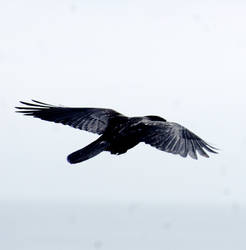 crow flying stk