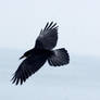 crow flying stk 2