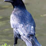 Crow stk 4