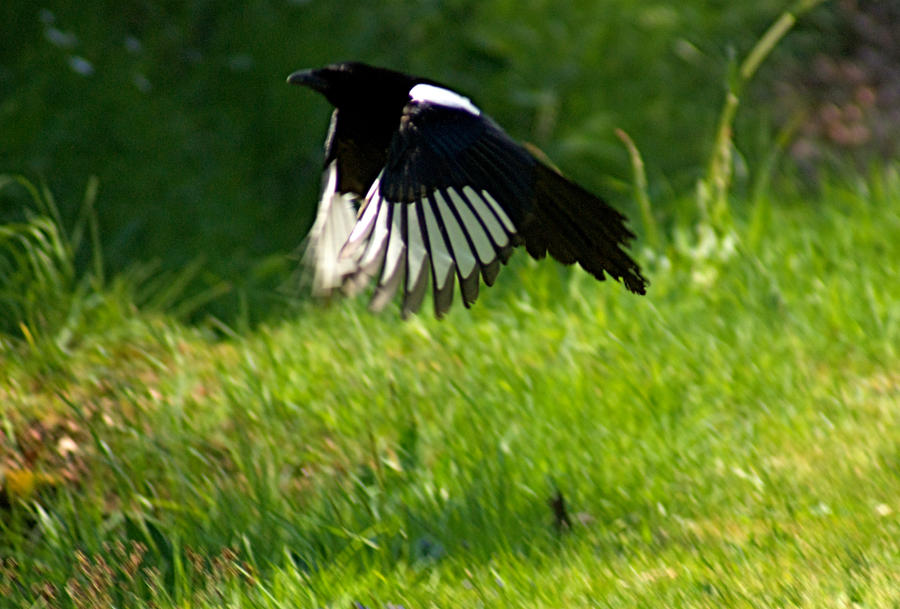 magpie flying stock