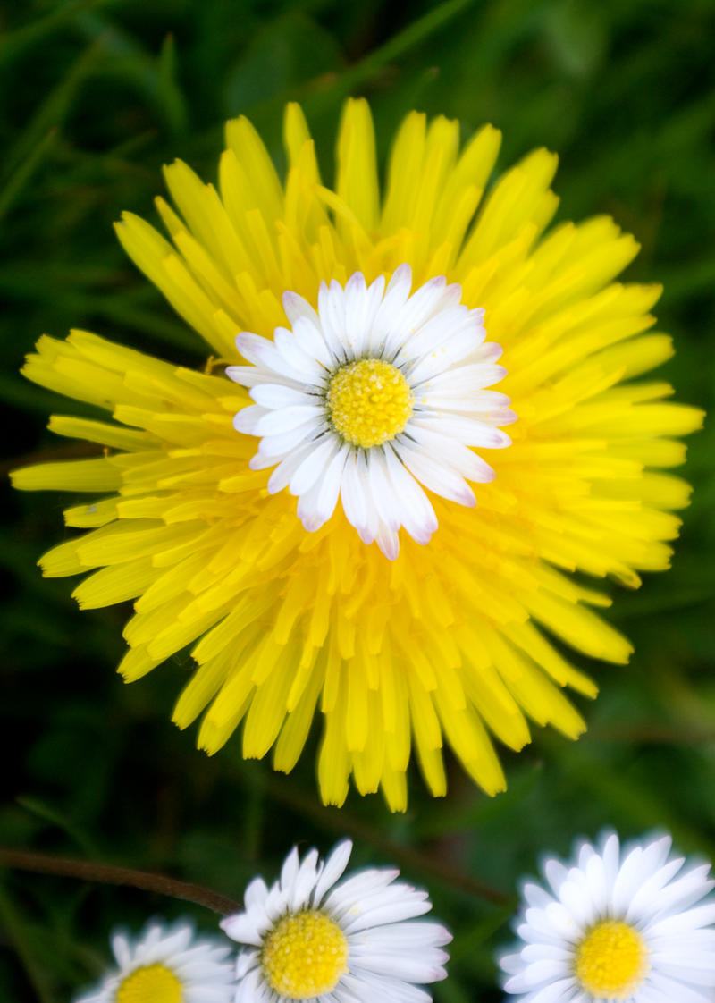 daisies and dandelions.