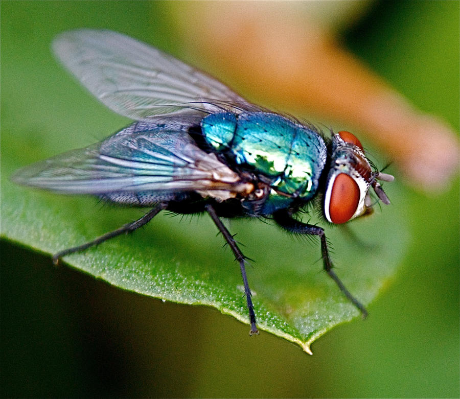 iridescent fly