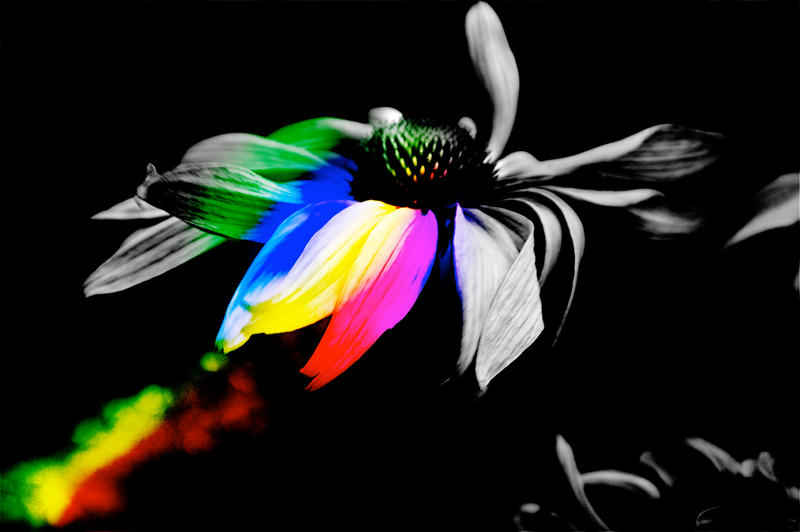 rainbow flower.