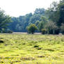 new Forest Backgrounds stk