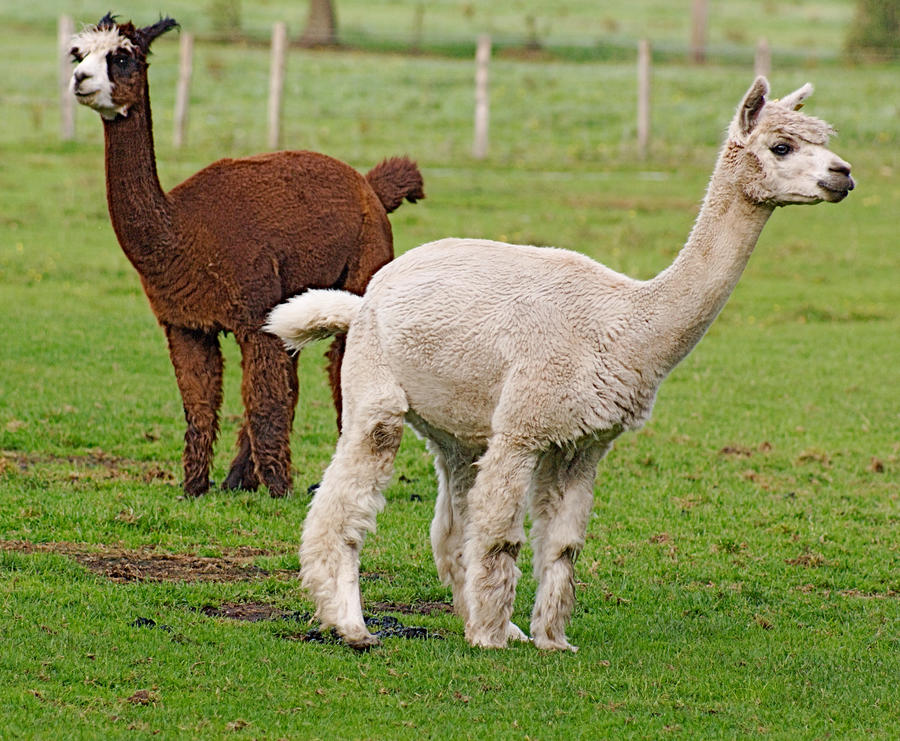 alpaca stk.