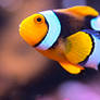 Tropical fish.
