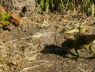 Mating display