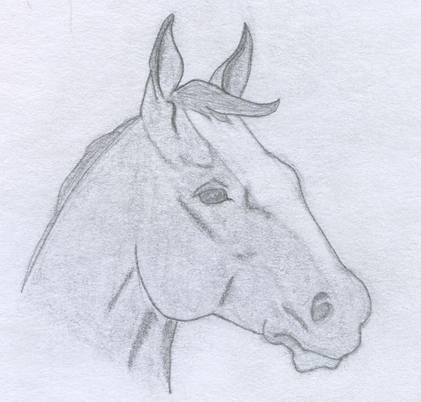 Horse 6