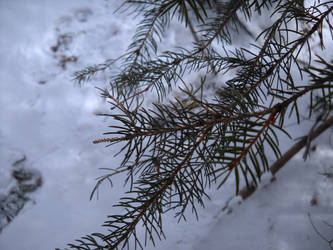 Winter Tree