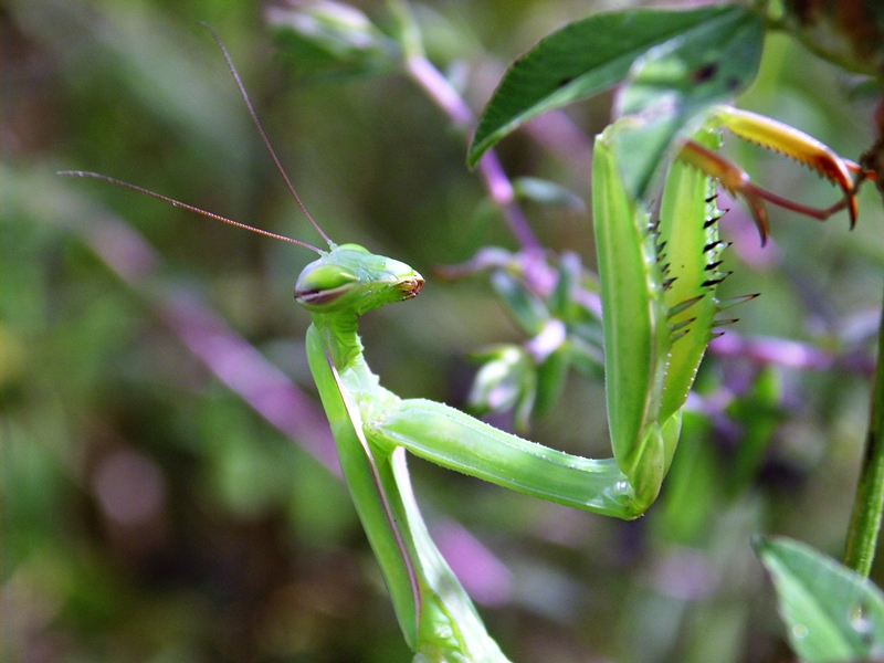 mantis