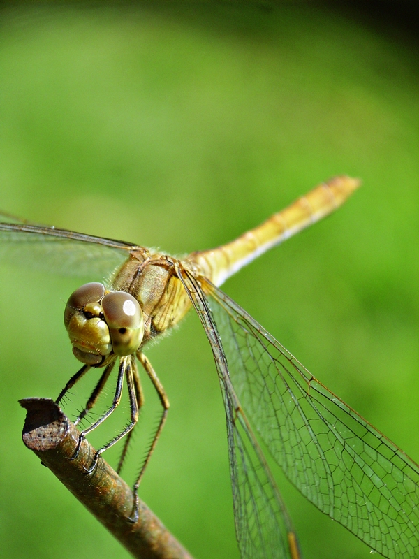 brown dragonfly