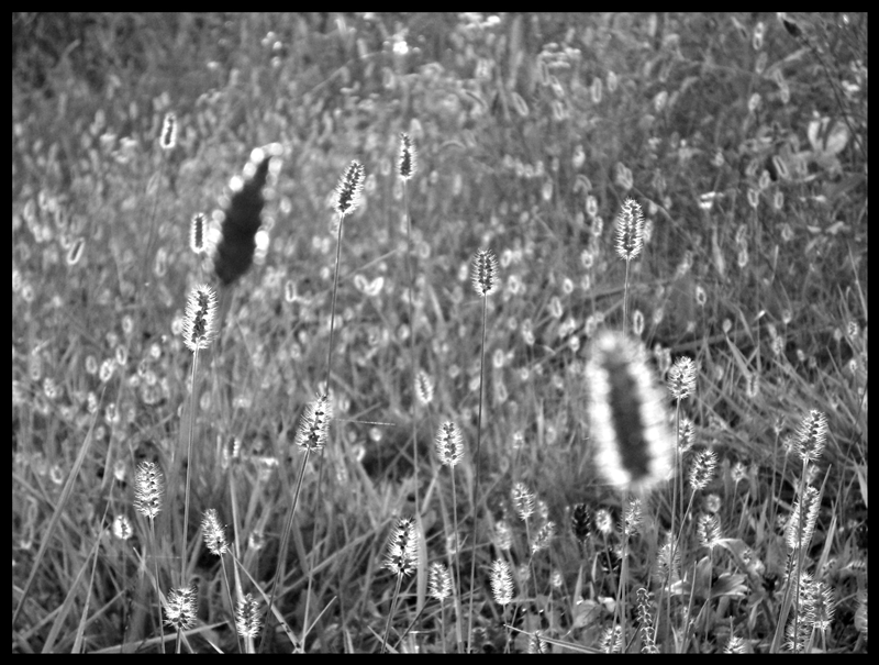 b n w burning field