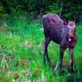 A Moose Blep