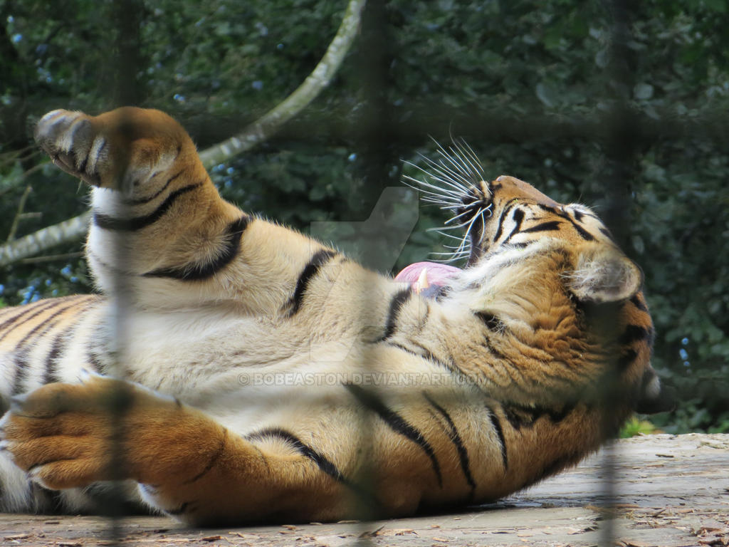 Tiger rolling over by BobEaston on DeviantArt