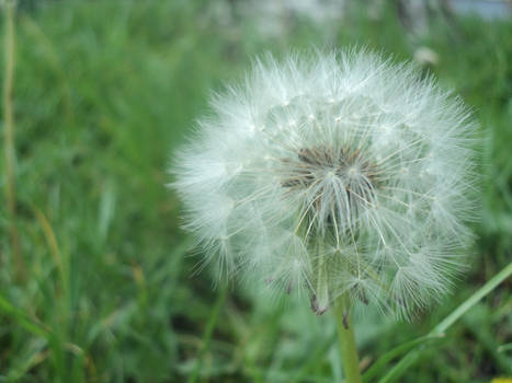 Dandelion