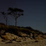 Trees on beach at night