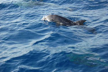 Bottlenose Dolphin