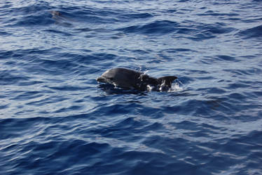 Spinner Dolphin