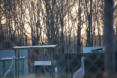 Sandhill cranes