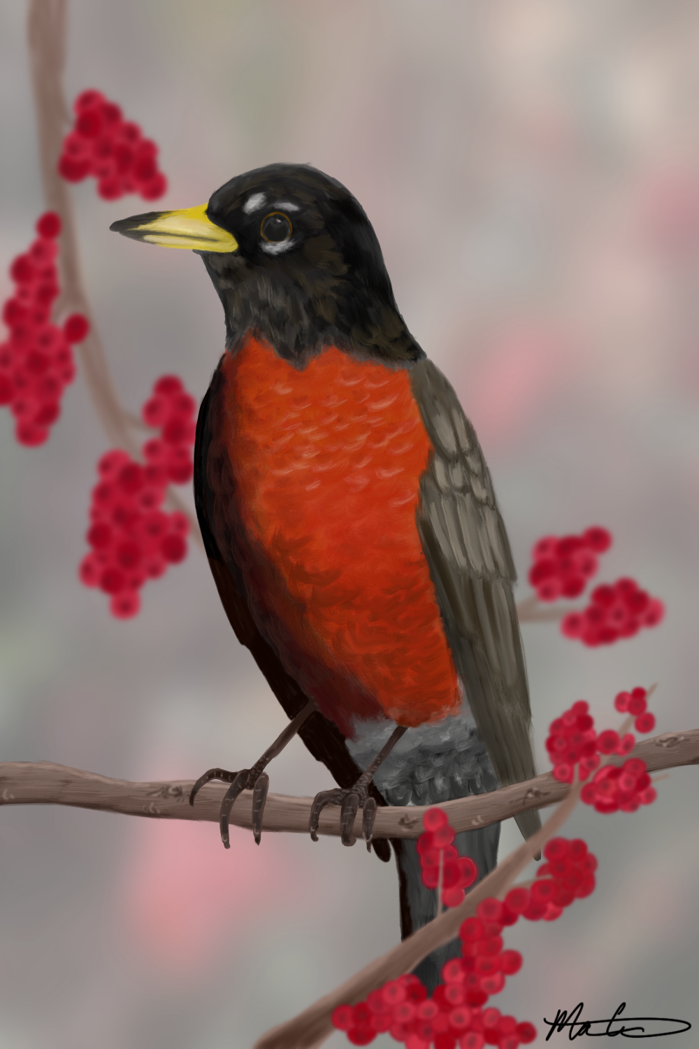 Turdus migratorius