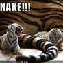 tiger vs snake