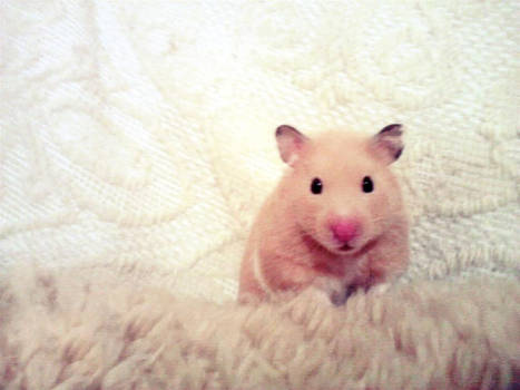 Hamster