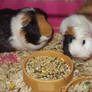 Guinea Pigs