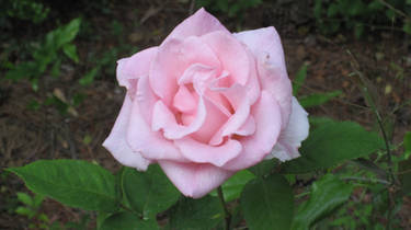 The Only Pink Rose