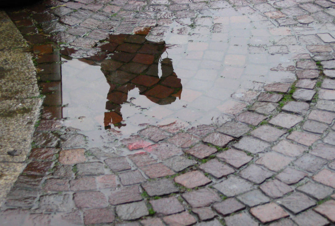 Puddle reflection 