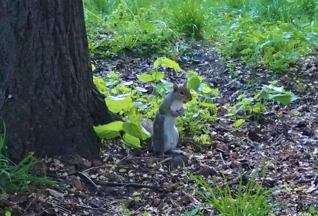 Squirrel