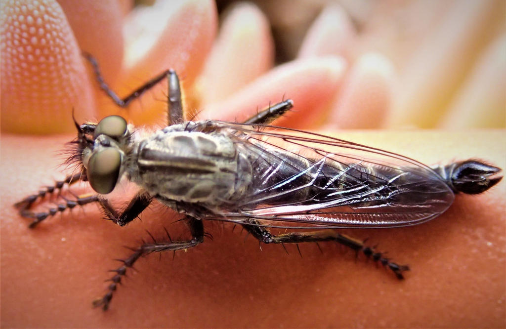 Supra Insect Insect by surfanta on DeviantArt