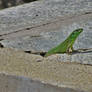 Green Lizard