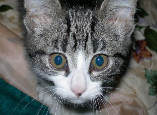 Little Ricky by daddysgirl22 on DeviantArt