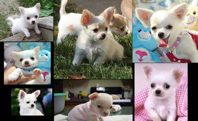 Digital Art On Cute Chihuahuas Deviantart Digital Art On Cute Chihuahuas Deviantart