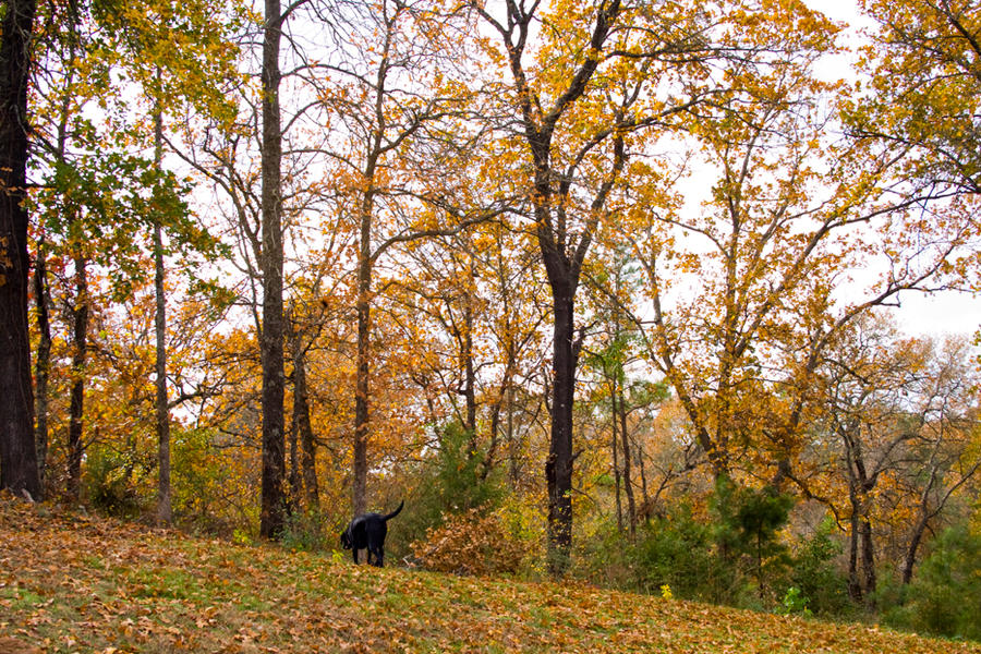 Last of Autumn