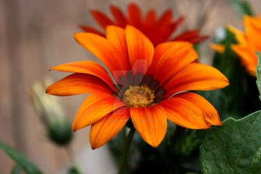 Garden Flowers