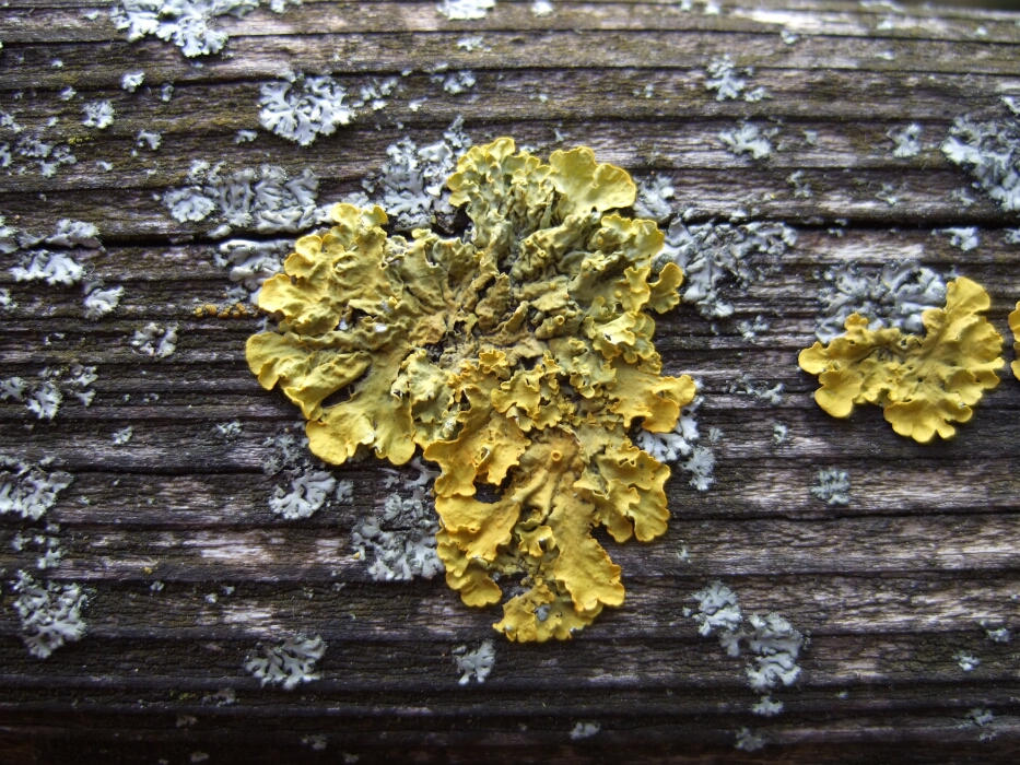 beautiful lichen bigger
