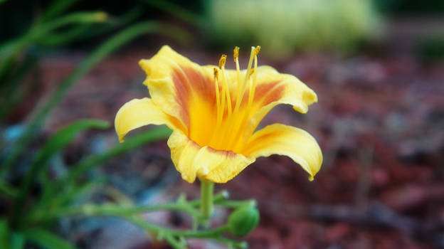 Yellow Petal Cup One