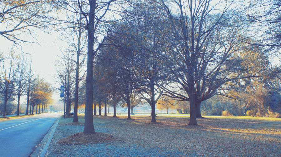 Trees Of Liberty