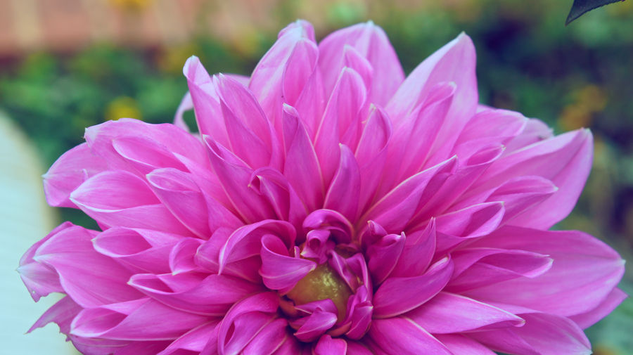 Flaring Pink by atLevel1Alt on DeviantArt