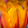 Tulip Glory