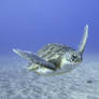 Green Turtle