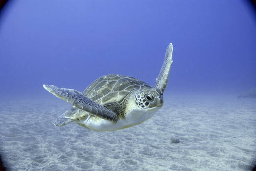 Green Turtle