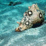 Sea Hare