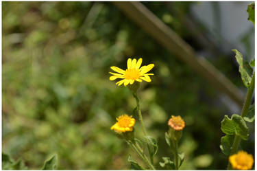 Yellow Flower