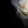 A Single White Rose