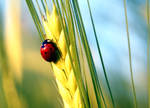 ladybug by CescaWave