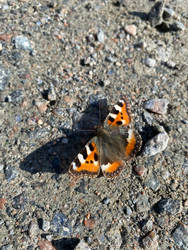 Small tortoiseshell butterfly