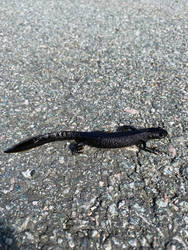 Salamander crossing